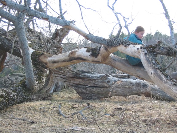 576x432 pixels (100K)